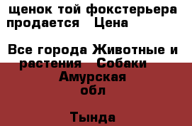 щенок той-фокстерьера продается › Цена ­ 25 000 - Все города Животные и растения » Собаки   . Амурская обл.,Тында г.